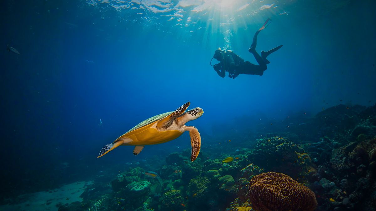Scuba diver exploring vibrant coral reef with sea turtle and tropical fish in crystal clear Costa Rican waters showcasing world-class diving destinations