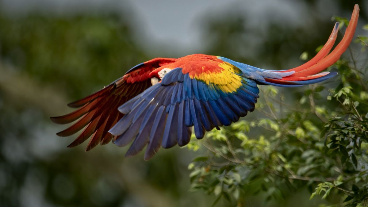 Ecotourism in Costa Rica: Everything you need to know » Costa Rica Divers Scarlet macaw and wildlife in Corcovado National Park Costa Rica