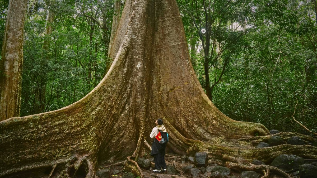 Ecotourism in Costa Rica: Everything you need to know » Costa Rica Divers Ecotourism in Costa Rica lush rainforest canopy with diverse wildlife