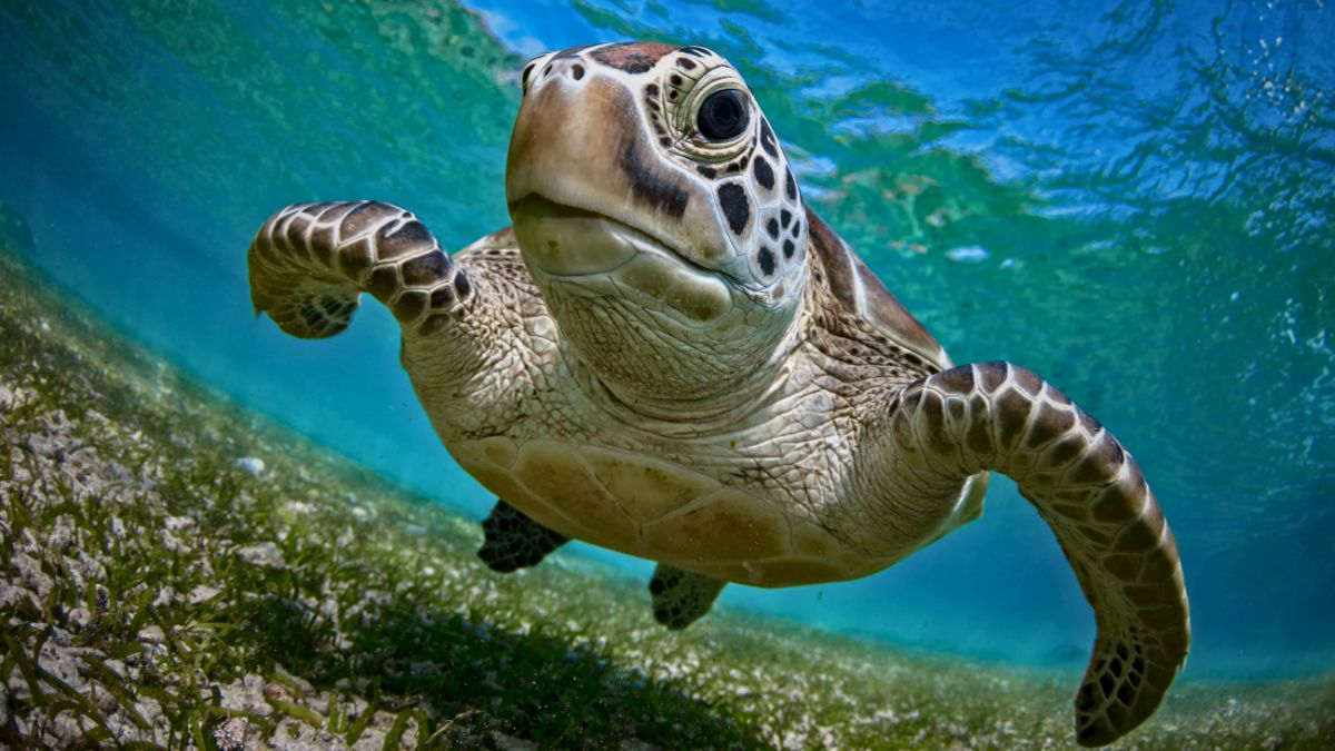 Ecotourism in Costa Rica: Everything you need to know » Costa Rica Divers Green sea turtle nesting on beach at Tortuguero National Park