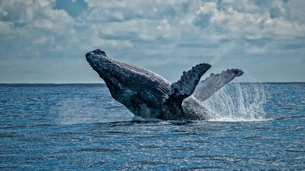 Ecotourism in Costa Rica: Everything you need to know » Costa Rica Divers Humpback whale breaching during whale watching tour in Uvita Costa Rica