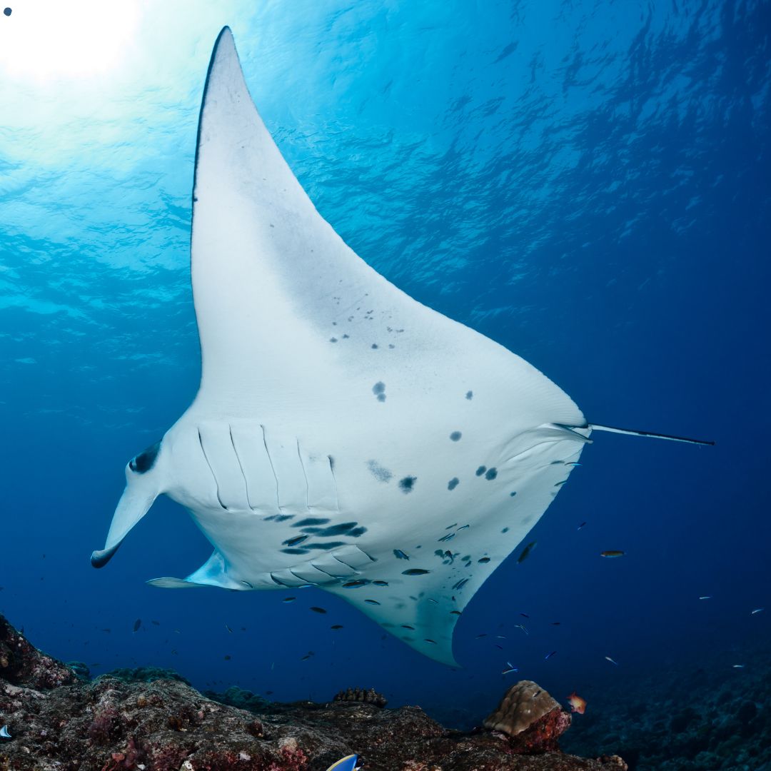 Giant Manta Ray at Isla del Cano in Costa Rica