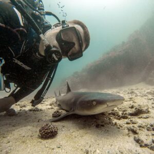 Scuba Diving with Sharks in Costa Rica