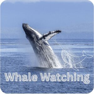 Whale Watching in Costa Rica