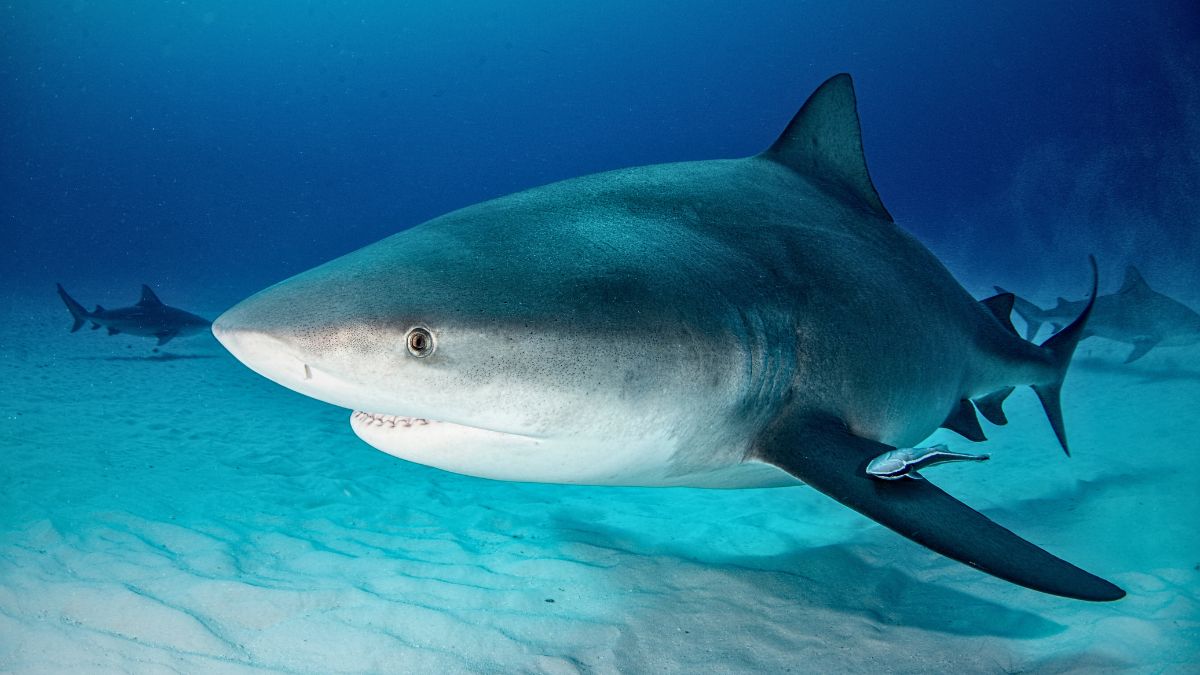 Bull Shark at Bat Island in Costa Rica