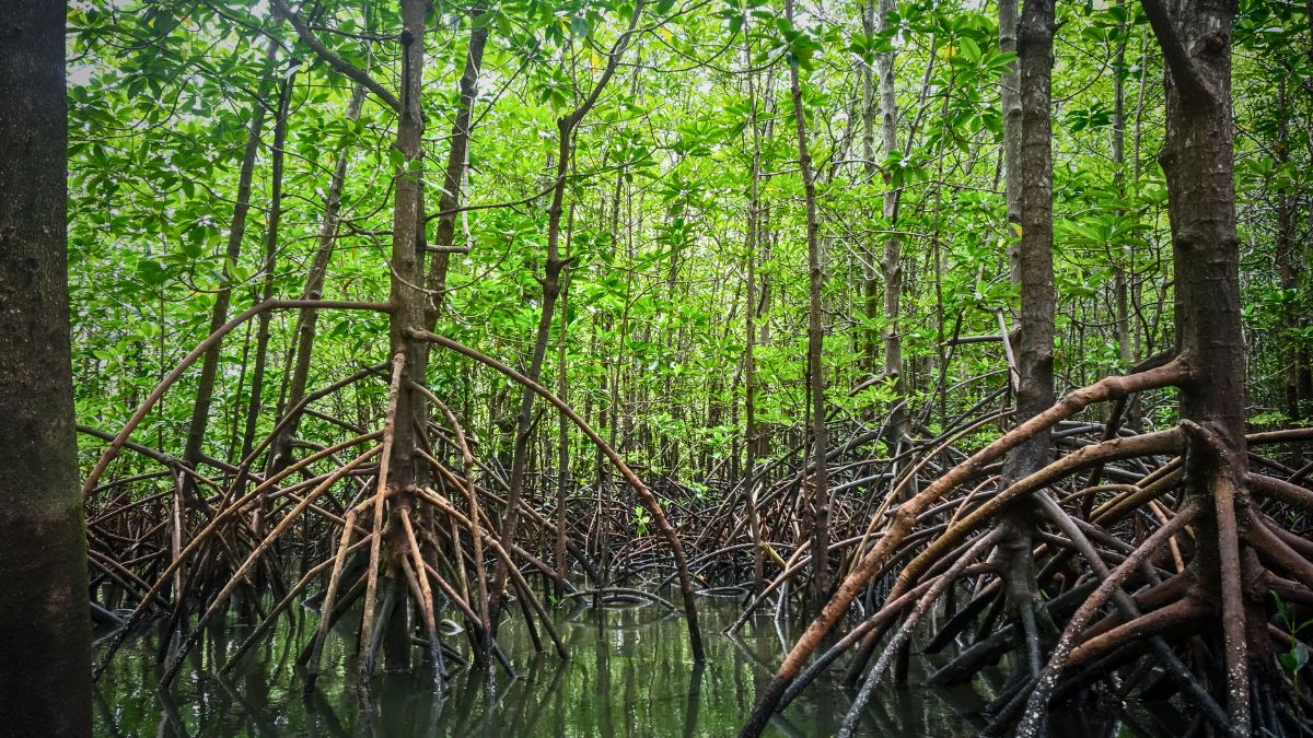 Discover Wildlife on a Sierpe Mangrove Tour