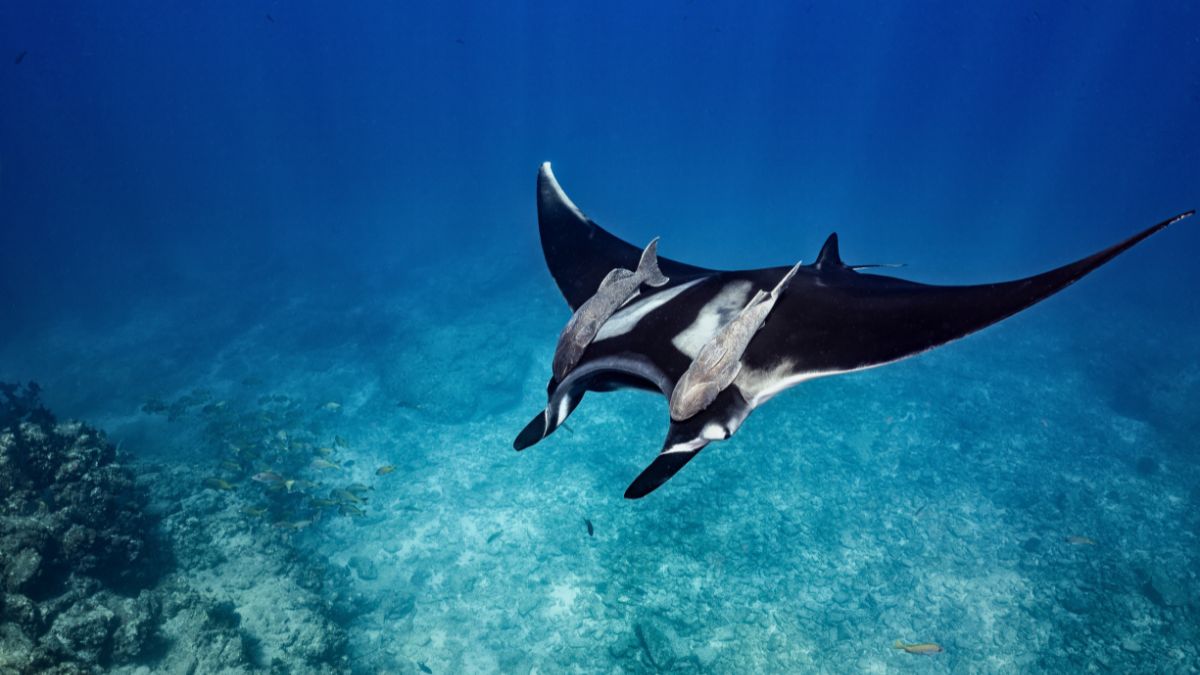 Giant Pacific manta rays at Catalina island in Costa Rica