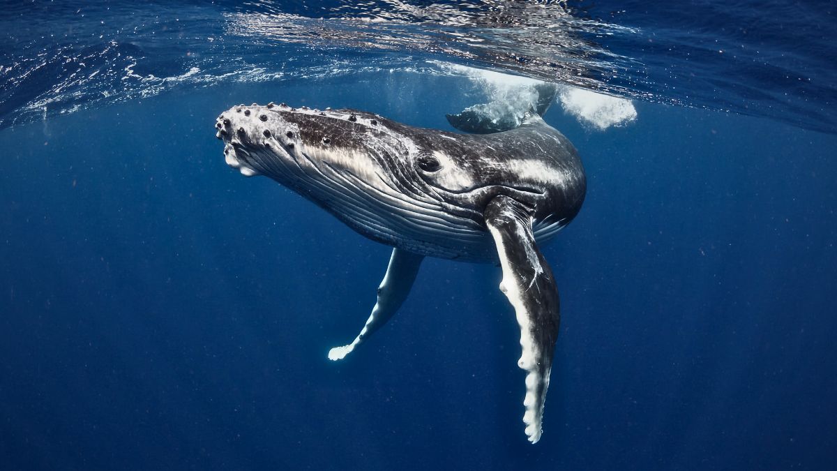 Humpback Whale Jumping During Whale Watching Tour in Uvita, Costa Rica
