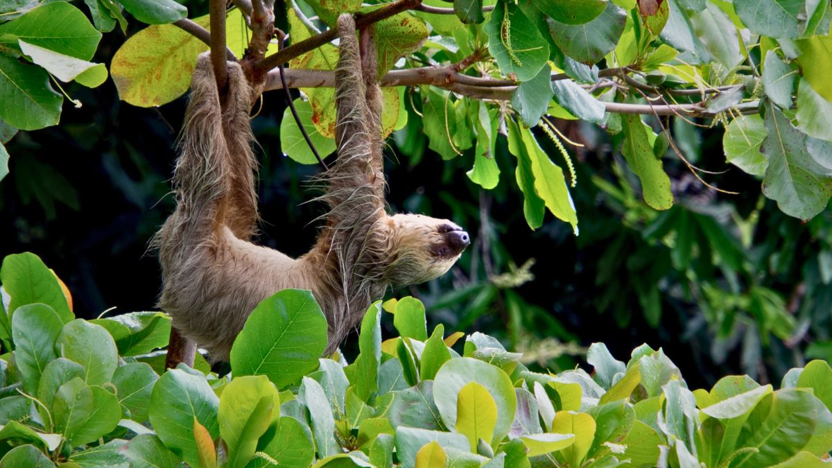 What Animals Are at Alturas Wildlife Sanctuary