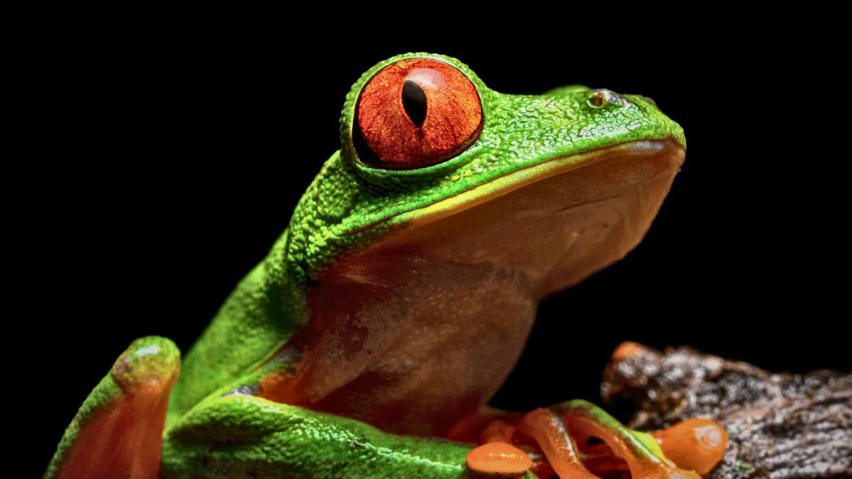 What Can You See on a Night Tour in Uvita?